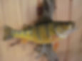 phoca_thumb_l_024