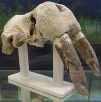 14_walrus_skull.jpeg