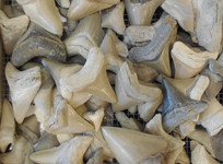 megalodon_teeth.jpeg