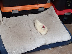 petit coq blans apart oct 2021.jpg