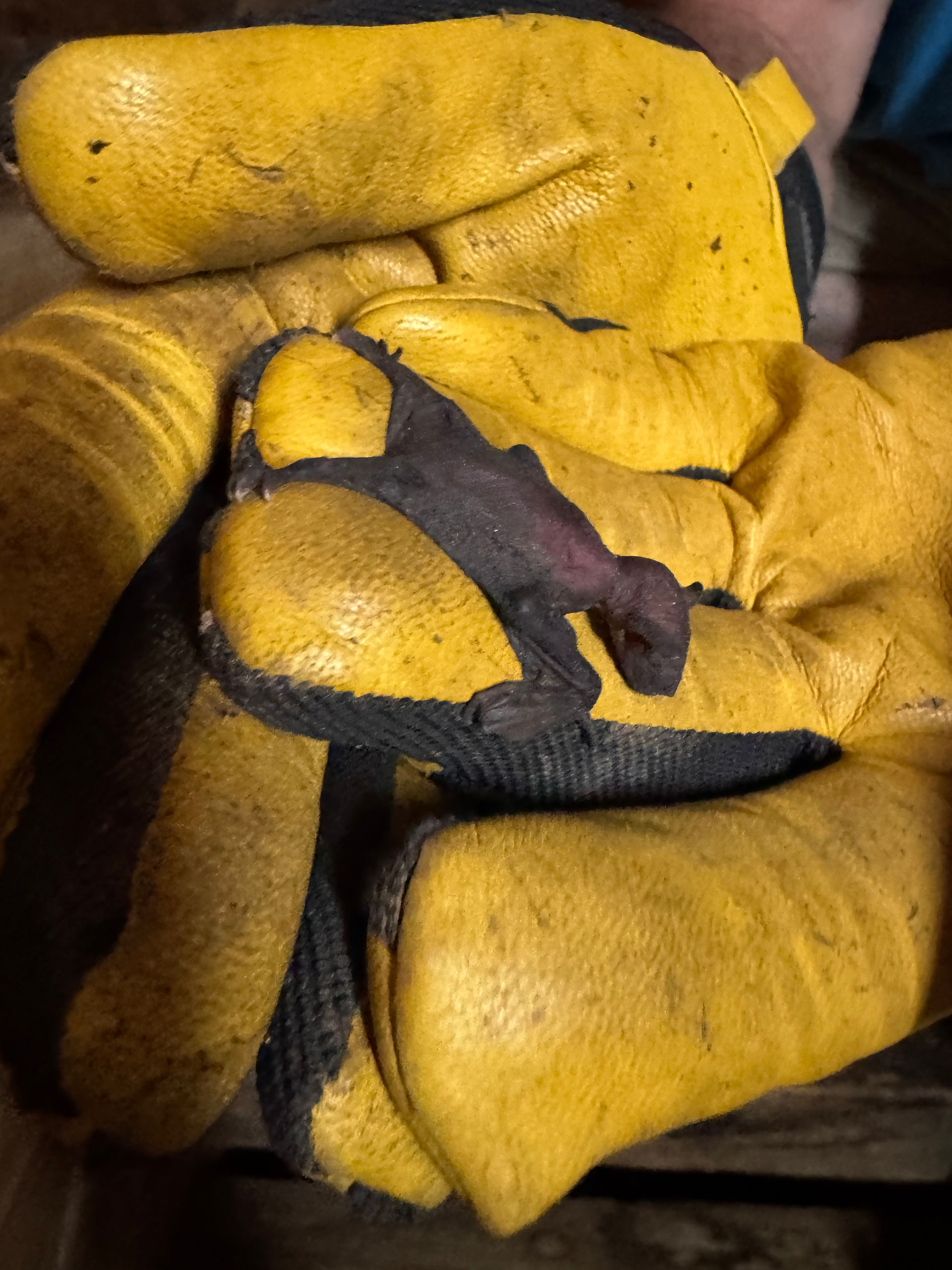 a baby bat