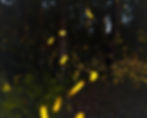 Sound and Light with Stars & Fireflies with Dawn