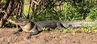 alligator on september 2026 tour.jpg