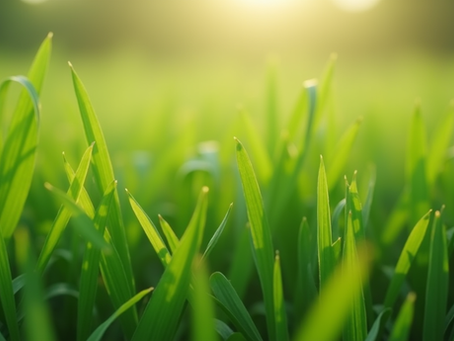 The Role of Lawn Fertilization Companies: Fertilization Service Benefits You Can Count On