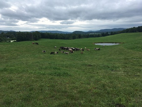 Could Grazing be the Answer?
