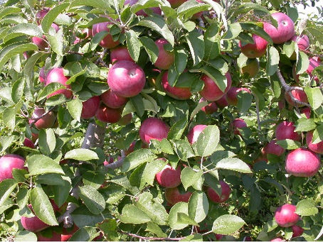 Autumn Cider - Sweet & Tangy Memories