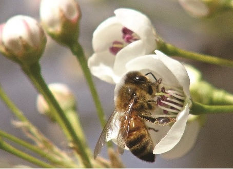 Local Pollinators Need Our Help!
