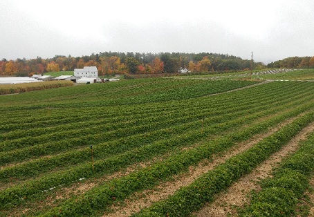 No-Till Vegetable Production