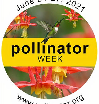 Pollinators of Cheshire & Sullivan Counties