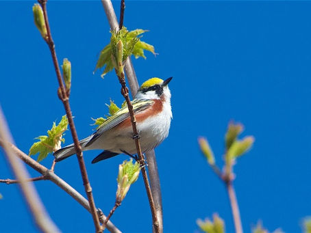 Diversifying Habitat for Wildlife