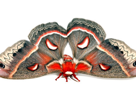 An Interview: NH's Giant Silk Moths