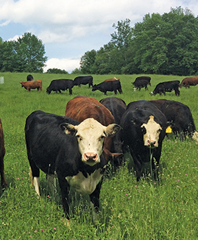Pasture Perfect