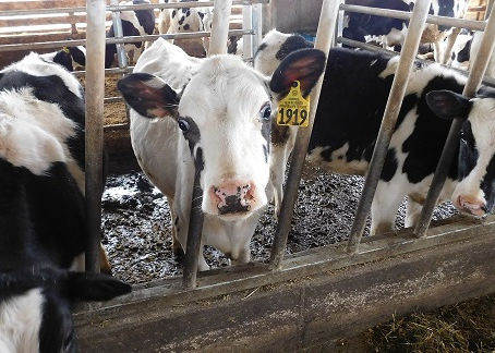 Supporting Our Struggling Dairy Farms