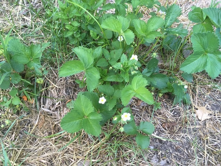 The Problem is the Solution: Stewarding a Small piece of Property with a Permaculture Approach
