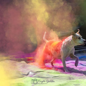 Divining into the world of Powder photography - Dog edition