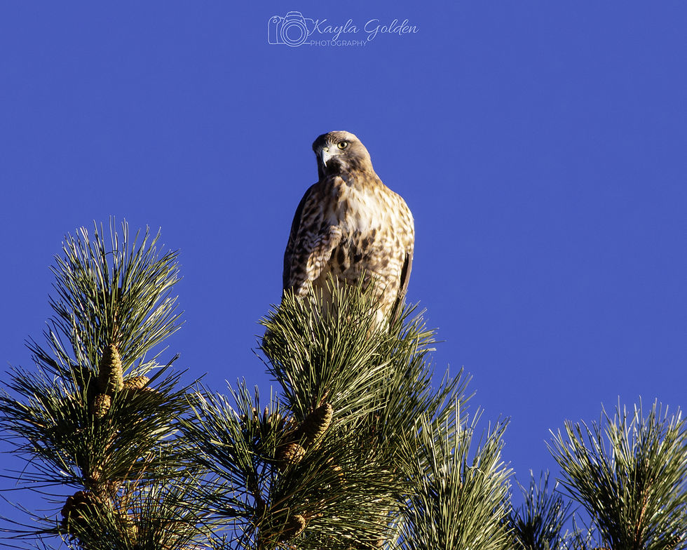 _D5A5193-Enhanced-NR_OCT2024_KaylaGoldenPhotography