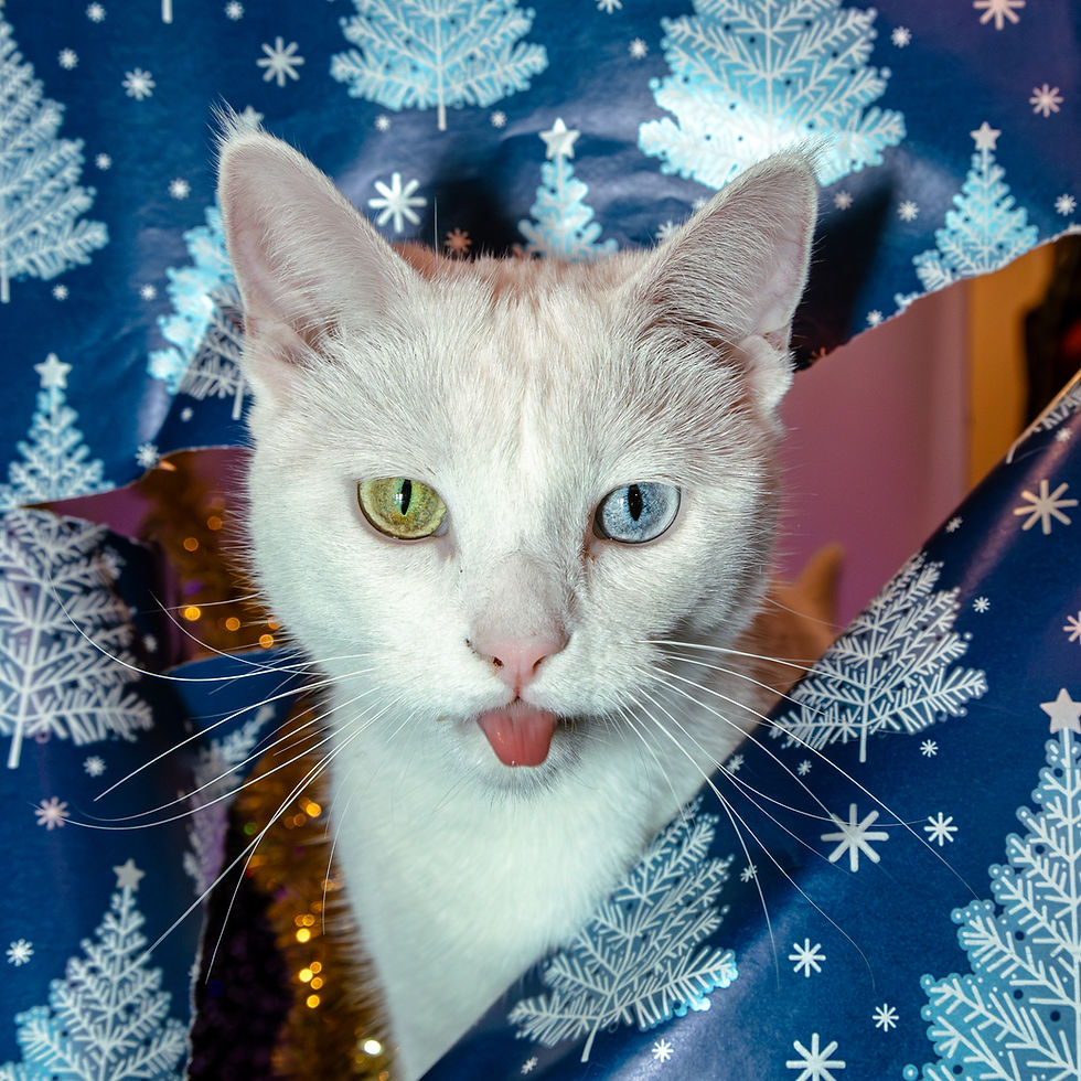 Capturing the Holiday: Tips for Creating Magical Pet Portraits