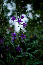 wild flower July2022.jpg