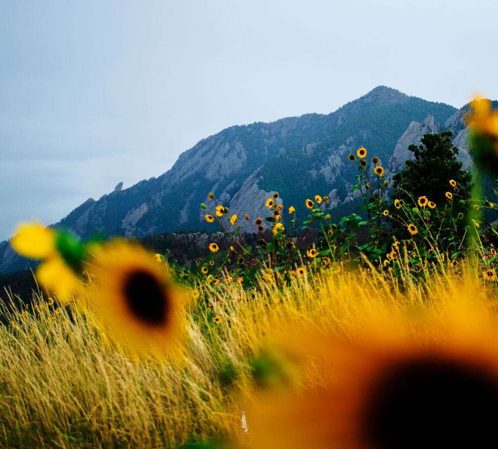 _MG_0026 (1)sunflowers at Ncar _KTKKPhotography.Aug25,2022