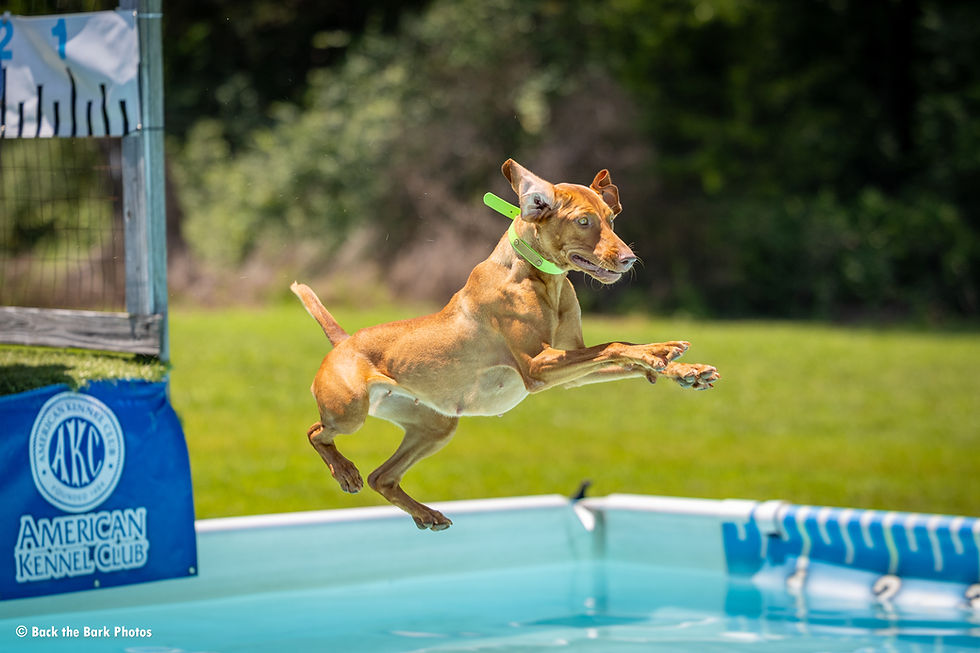 Vizsla competing in Dock Diving