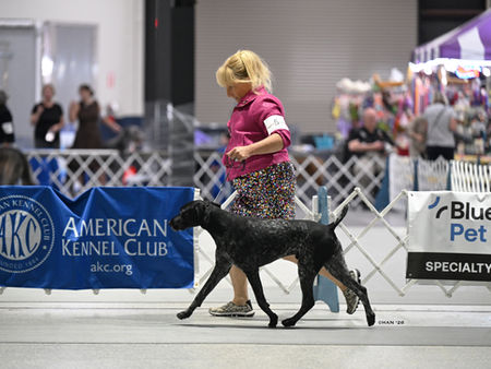 Intro to Dog Shows: A Beginner’s Guide