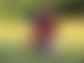 A Comparative Look at AKC Hunt Tests and NAVHDA Hunt Tests: Which is Right for You?