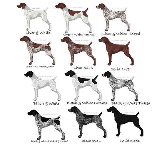 German Shorthair Pointer Colors