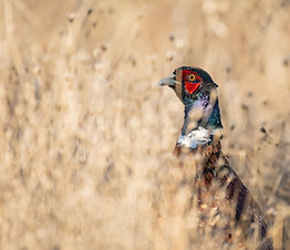 Male Common Pheasant Phasianus colchicus in the wild. The male pheasant hides in the grass