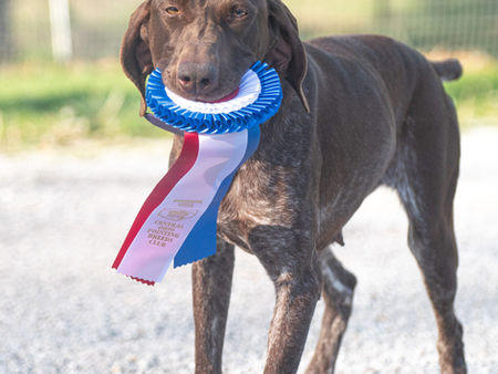 AKC "Approved Breeder"-- There is no such thing!
