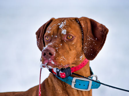 Why Responsible Dog Breeders Shouldnât Use AI-Generated Photos to Advertise Puppies