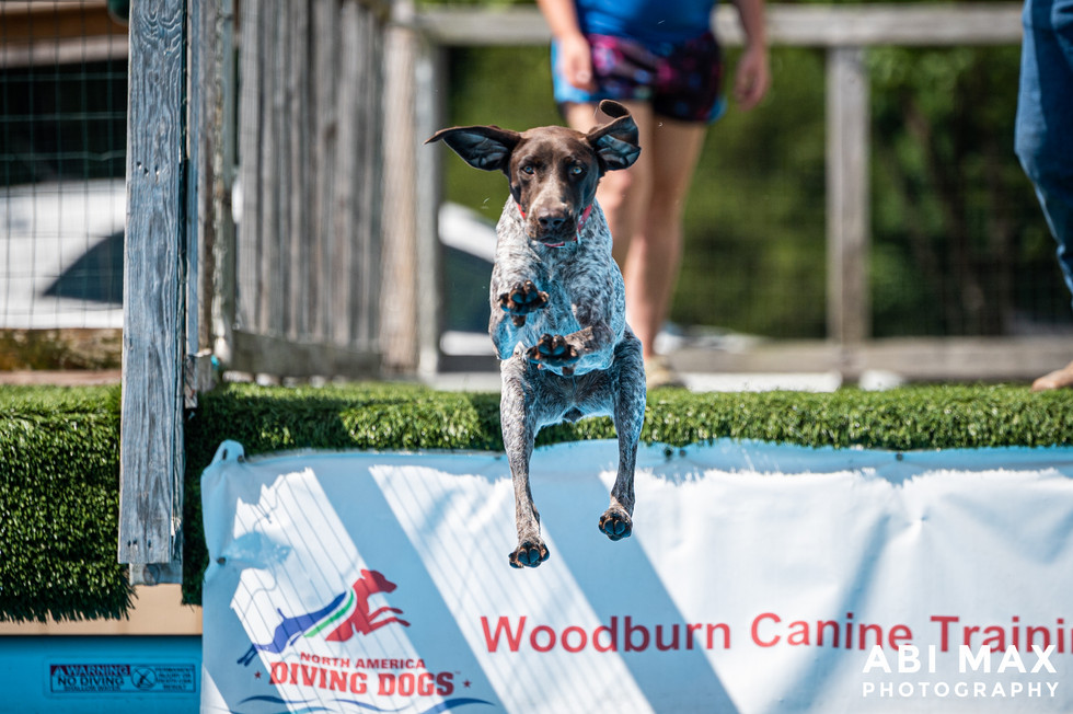 Nosam Kennels German Shorthaired Pointer