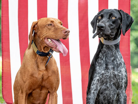 How to introduce a new dog into your multidog household?