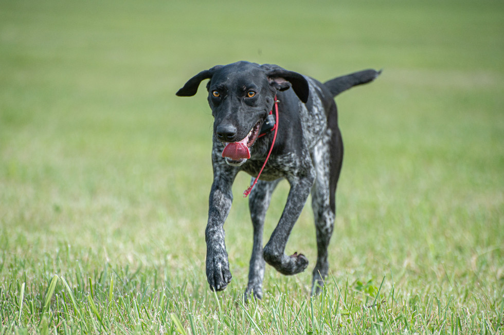 Nosam Kennels German Shorthaired Pointer "Rage" UKC CH Nosam's Riptos