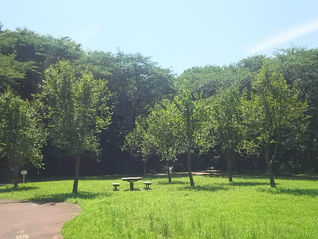 今週の代々木公園