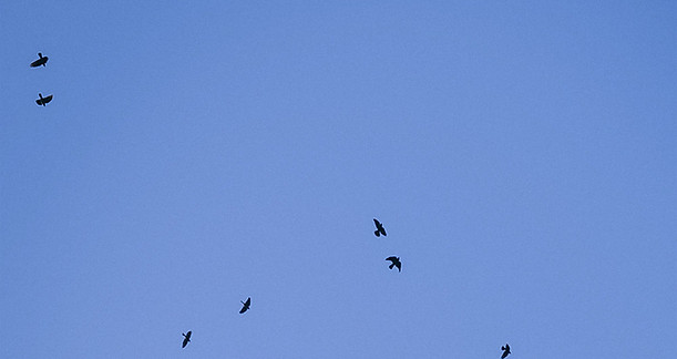 NoeLira_Photo_Oiseaux.jpg