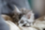 A Cat Sleeping on A White Blanket