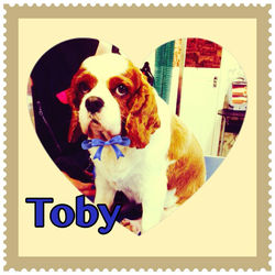 toby.jpg