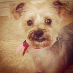 Yorkie