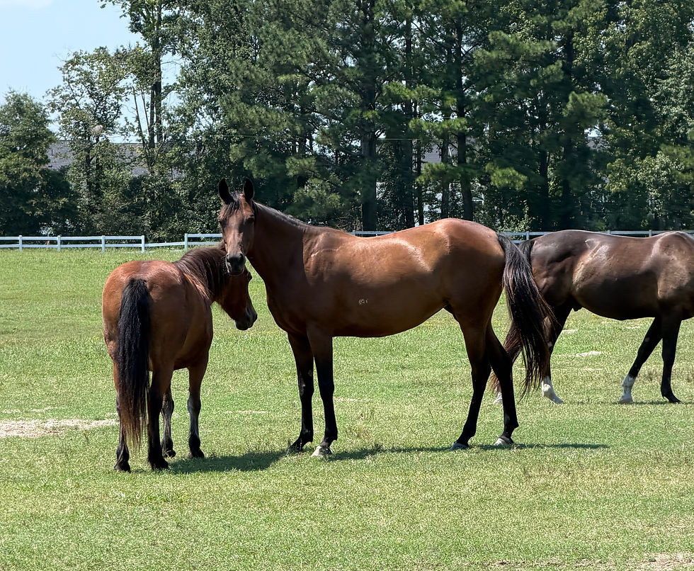 Get to Know a Horse