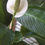 Thumbnail: Peace Lily in Handmade Seagrass Pot