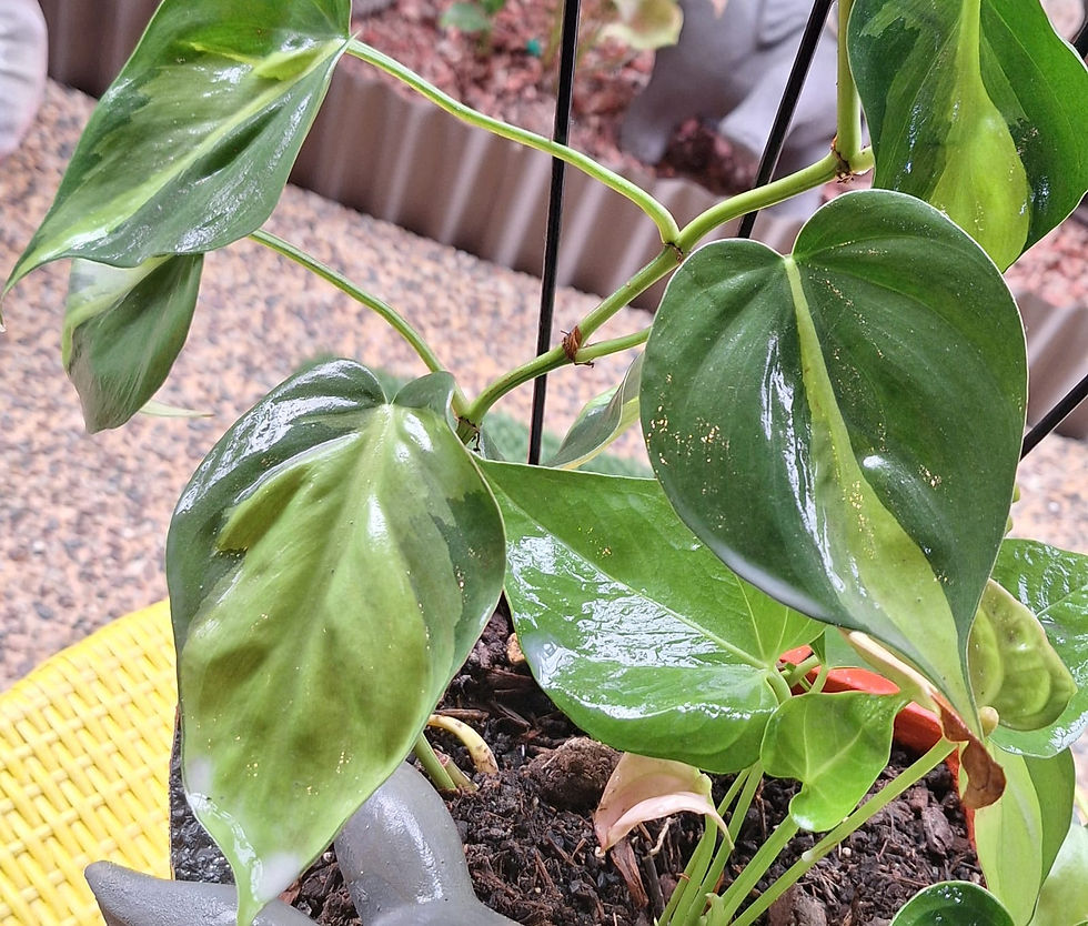 Philodendron Brasil in Rabbit Planter