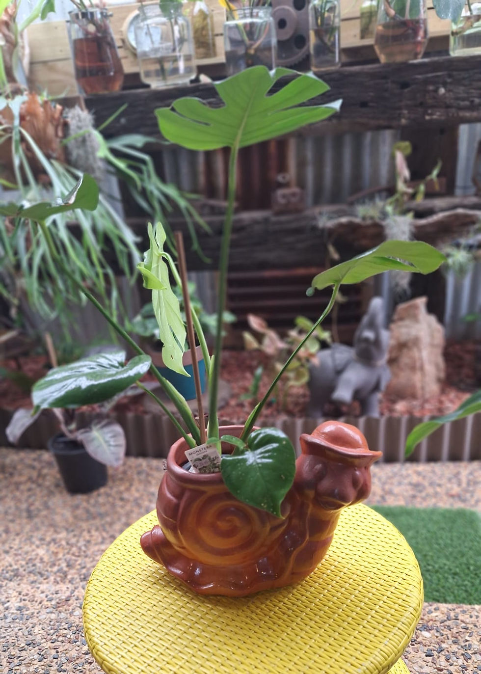 Monstera Deliciosa in Snail Planter