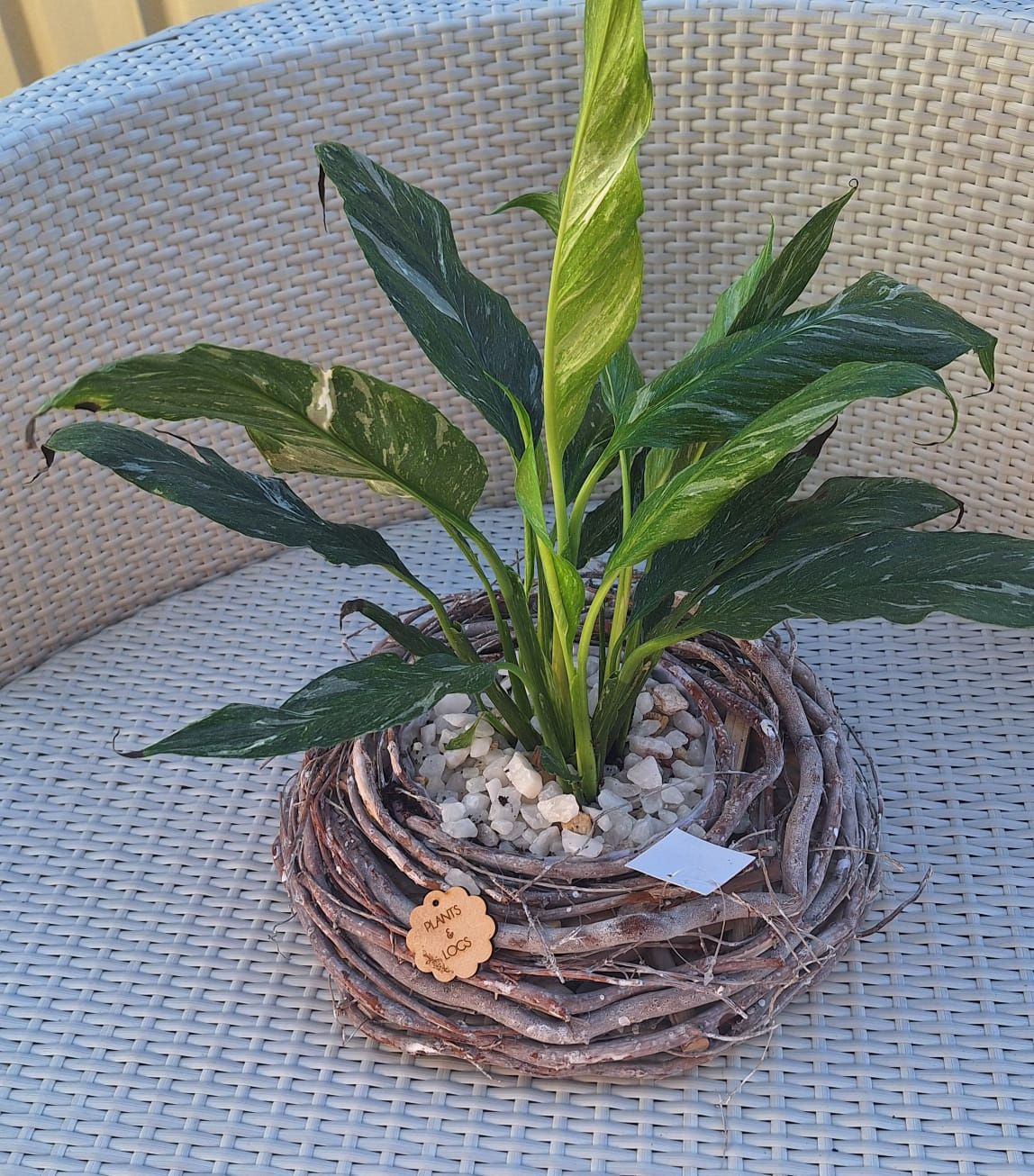 Variegated Peace Lily in Frosty Alpine Twig Planter