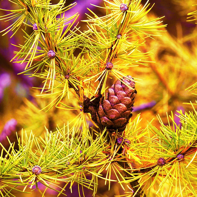 Close up of pine cone and needles