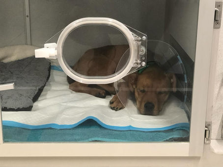 A sick puppy rests in an oxygen tank