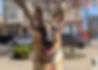 German-shepherd-dog-walking-philly_edited.jpg