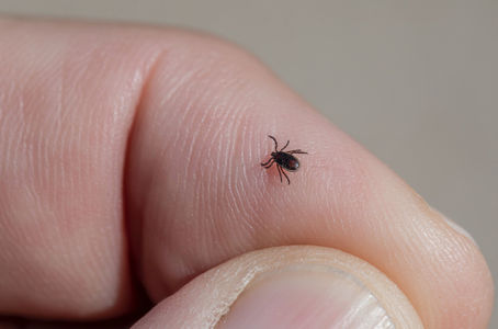 a tiny tick on a person's finger