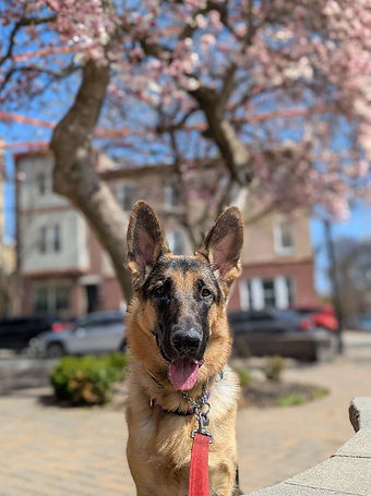 German-shepherd-dog-walking-philly.jpeg