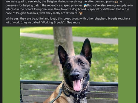 Belgian Malinois - A good dog for a Philly family?
