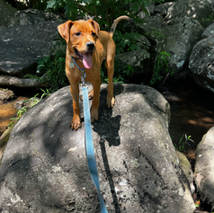 A dog is perched on a boulder on a hike